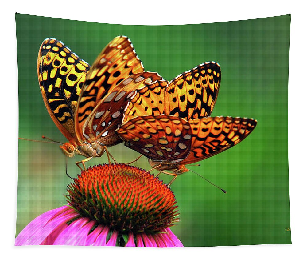 Butterfly Tapestry featuring the photograph Butterfly Twins by Christina Rollo