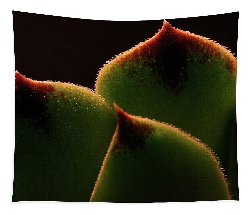 Macro Tapestry featuring the photograph Cactus 9609 by Julie Powell
