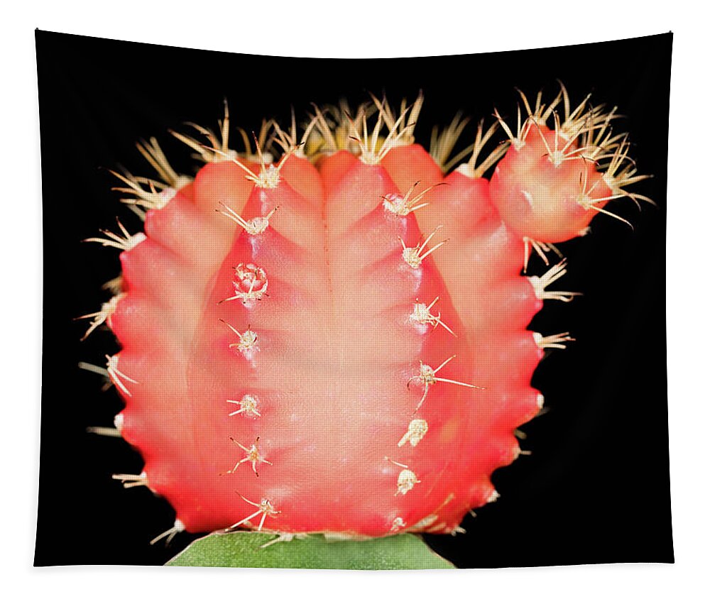 Flower Tapestry featuring the photograph Cactus by Amelia Pearn