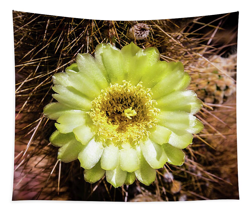 Canyon Tapestry featuring the photograph Cactus Bloom 2 by Craig A Walker