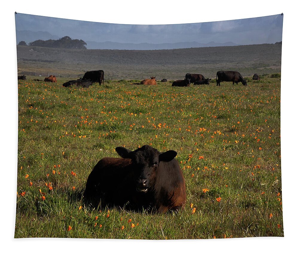 Calf Tapestry featuring the photograph Calf on Poppies by Lars Mikkelsen