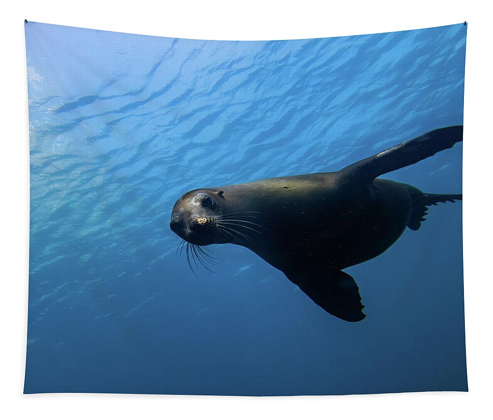 Seal Tapestry featuring the photograph California Sea Lion by Brian Weber