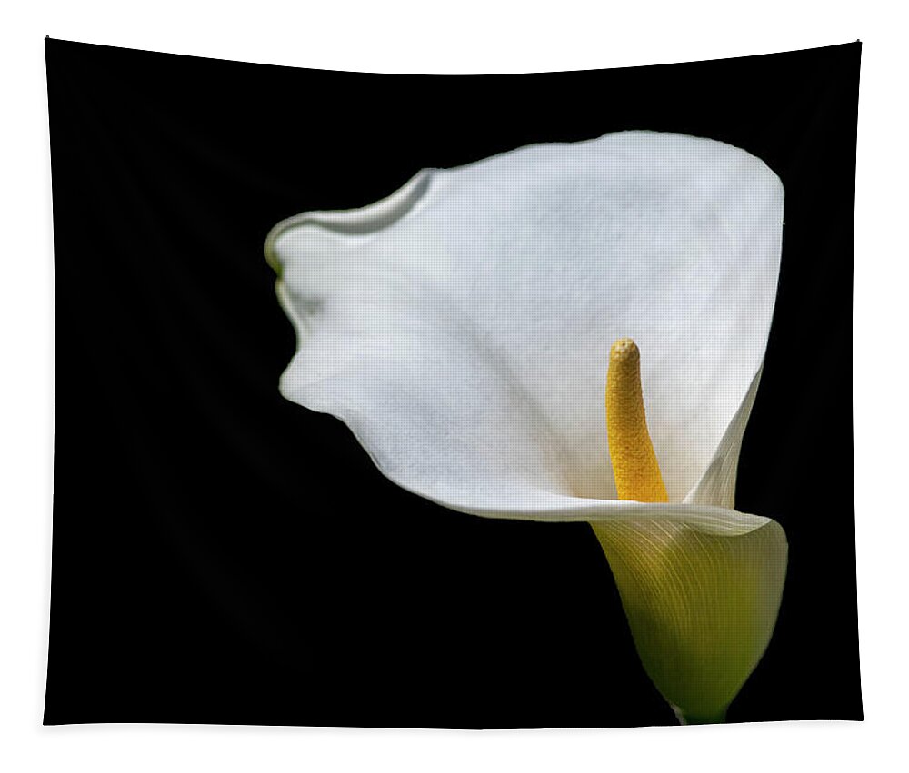 Calla Lily Tapestry featuring the photograph Calla Lily 3 by Kathy Paynter