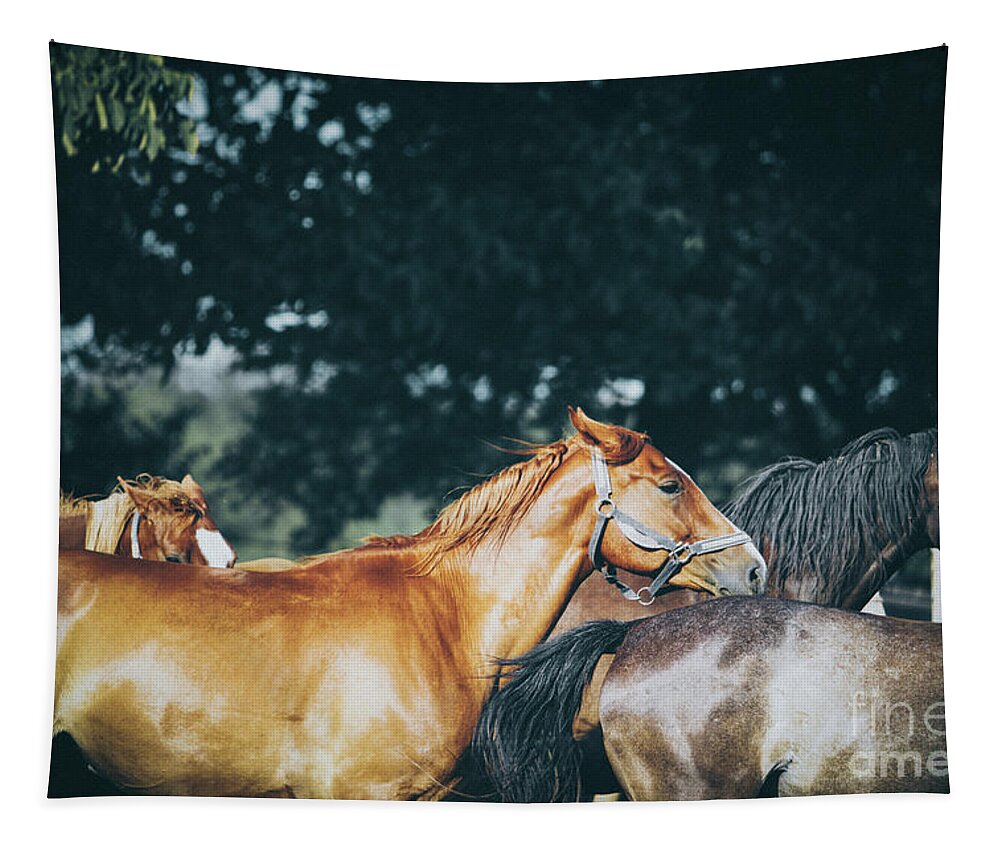 Horse Tapestry featuring the photograph Calm horses III by Dimitar Hristov
