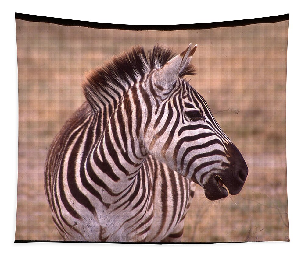 Africa Tapestry featuring the photograph Camera Shy Zebra by Russ Considine