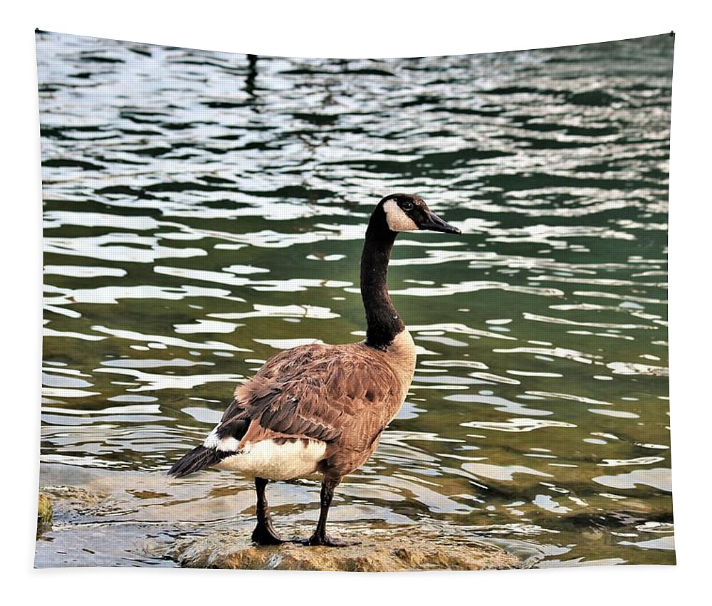 Nature Tapestry featuring the photograph Canada Goose Sentinel by Sheila Brown