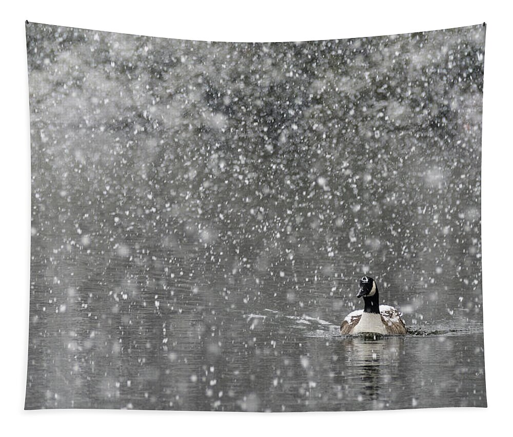 North America Tapestry featuring the photograph Canadian Goose in Snow 1 by Melissa Southern