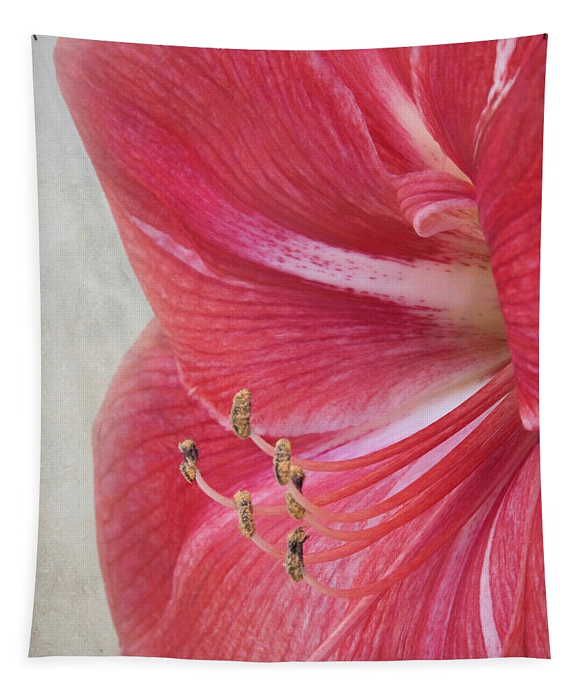 Candy Cane Tapestry featuring the photograph Candy Cane Amaryllis by Amy Dundon