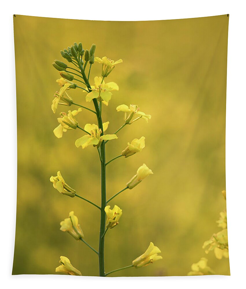 Canola Tapestry featuring the photograph Canola Flowers by Phil And Karen Rispin