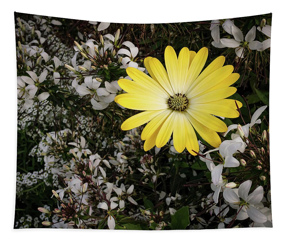 Flower Tapestry featuring the photograph Cape Marguerite by Anamar Pictures