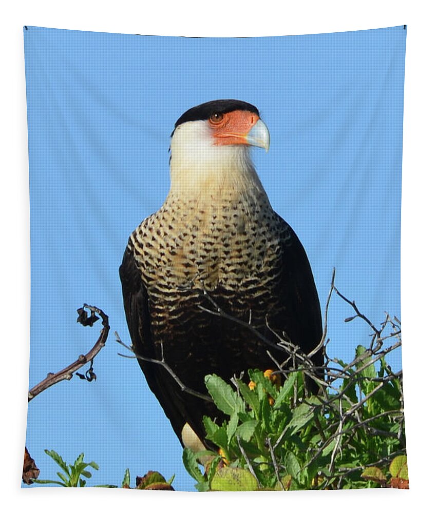 Caracara Tapestry featuring the photograph Caracara Portrait by Debra Martz