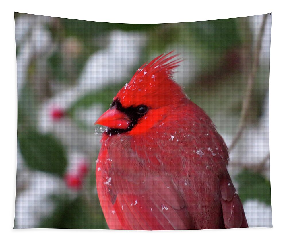 Birds Tapestry featuring the photograph Cardinal in Snowy Holly Tree by Linda Stern