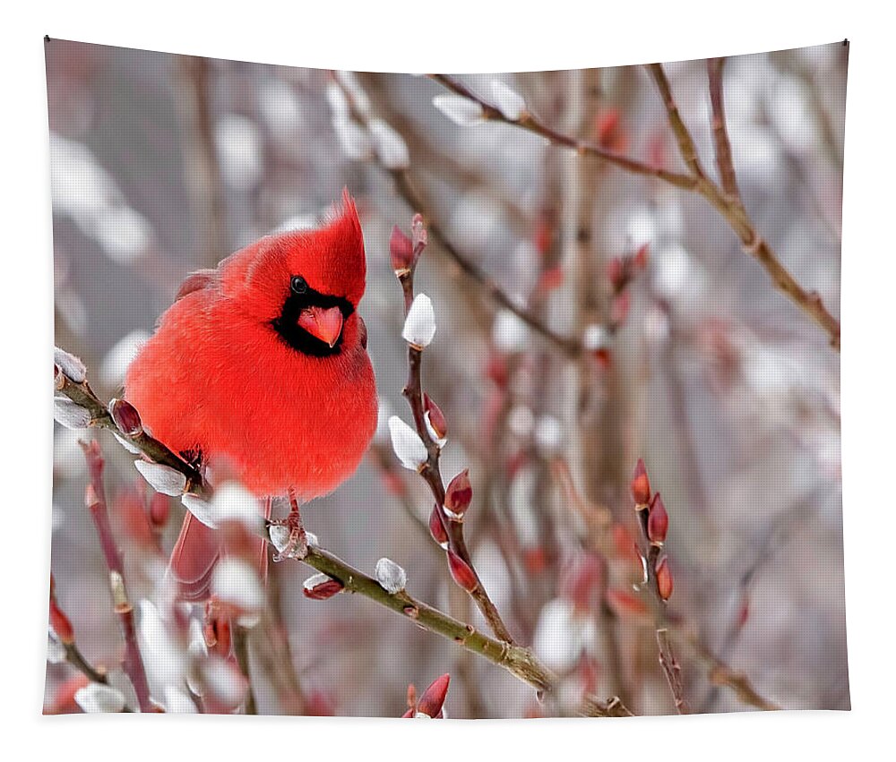 Northern Cardinal Tapestry featuring the photograph Cardinal in the Winter by Deborah Penland