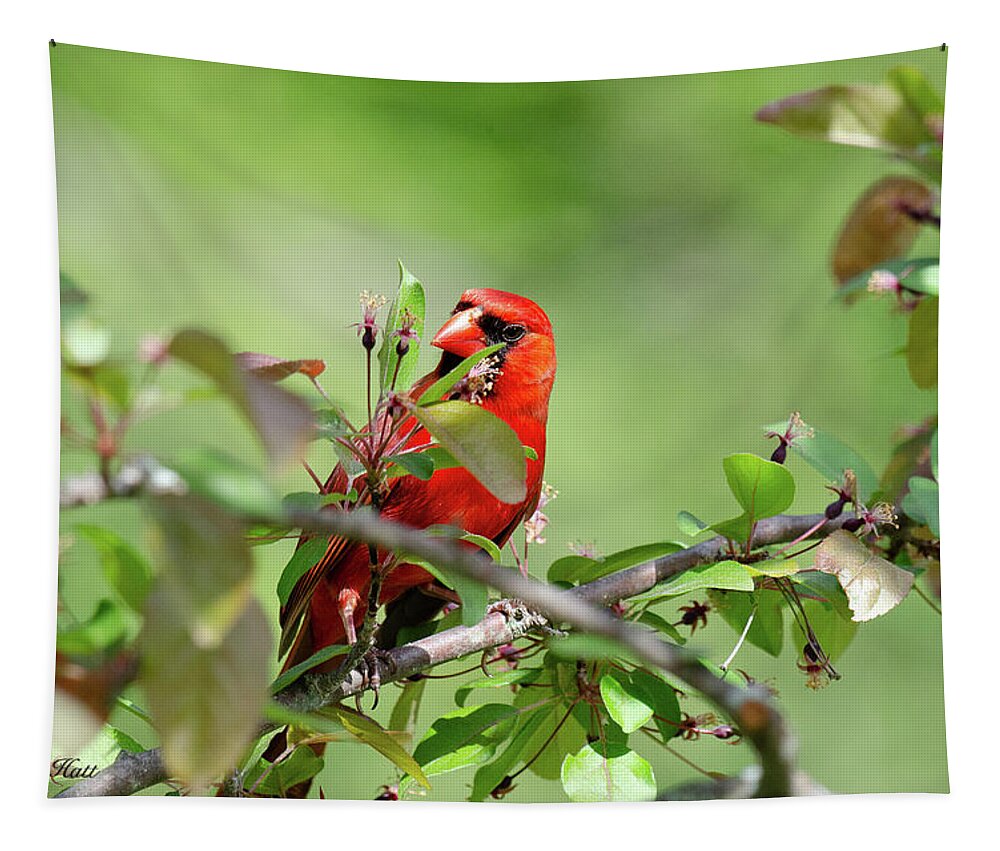 Eastern Cardinal Tapestry featuring the photograph Cardinal Looks Inquiring by Kristin Hatt