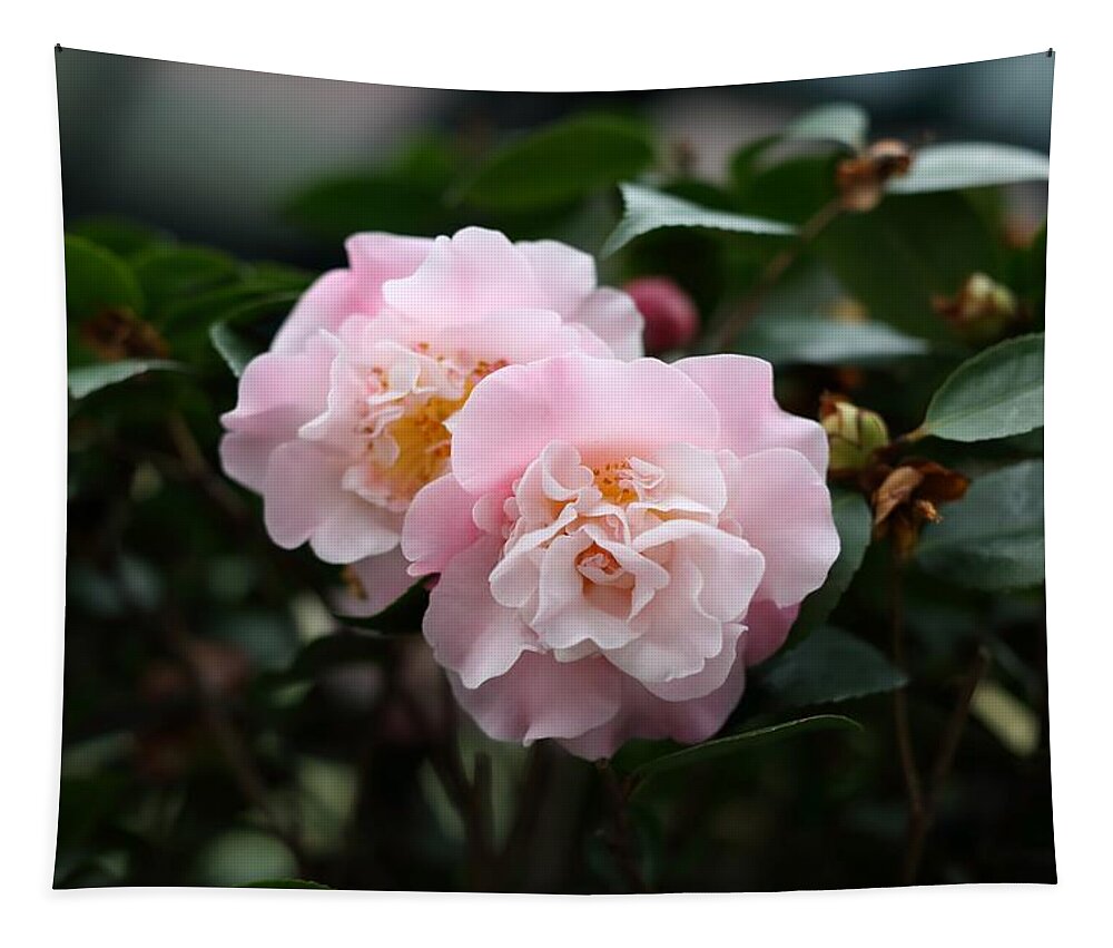 Camellia Tapestry featuring the photograph Translucent Pink by Mingming Jiang