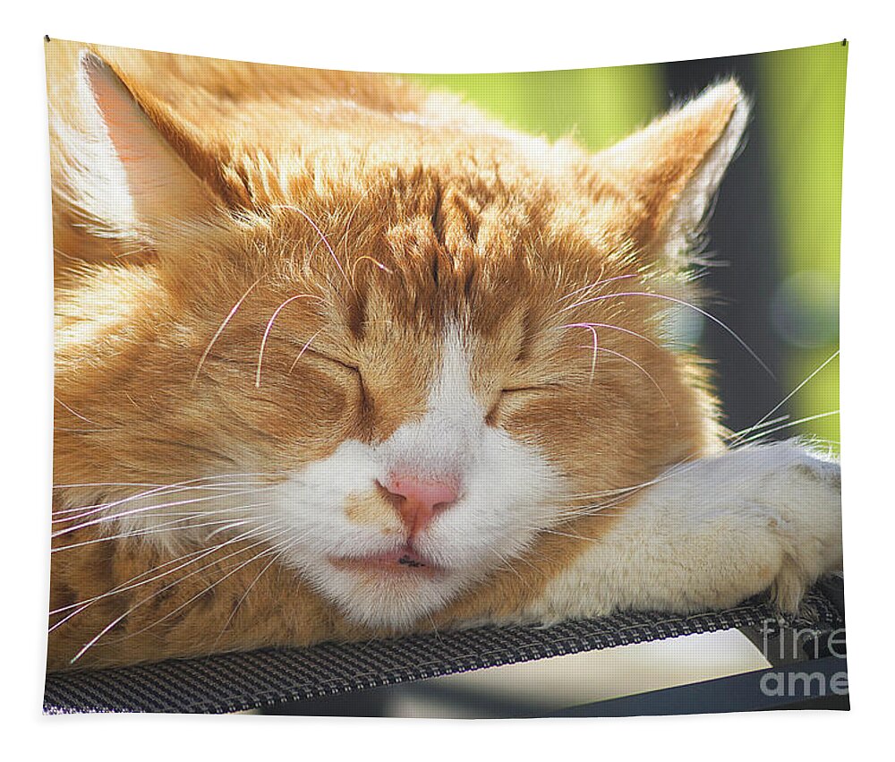 Animal Tapestry featuring the photograph Cat Taking A Nap by Claudia Zahnd-Prezioso