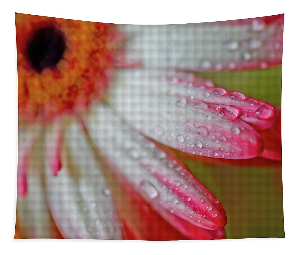 Pretty Daisy Flower Tapestry featuring the photograph Catalaya Story by Az Jackson
