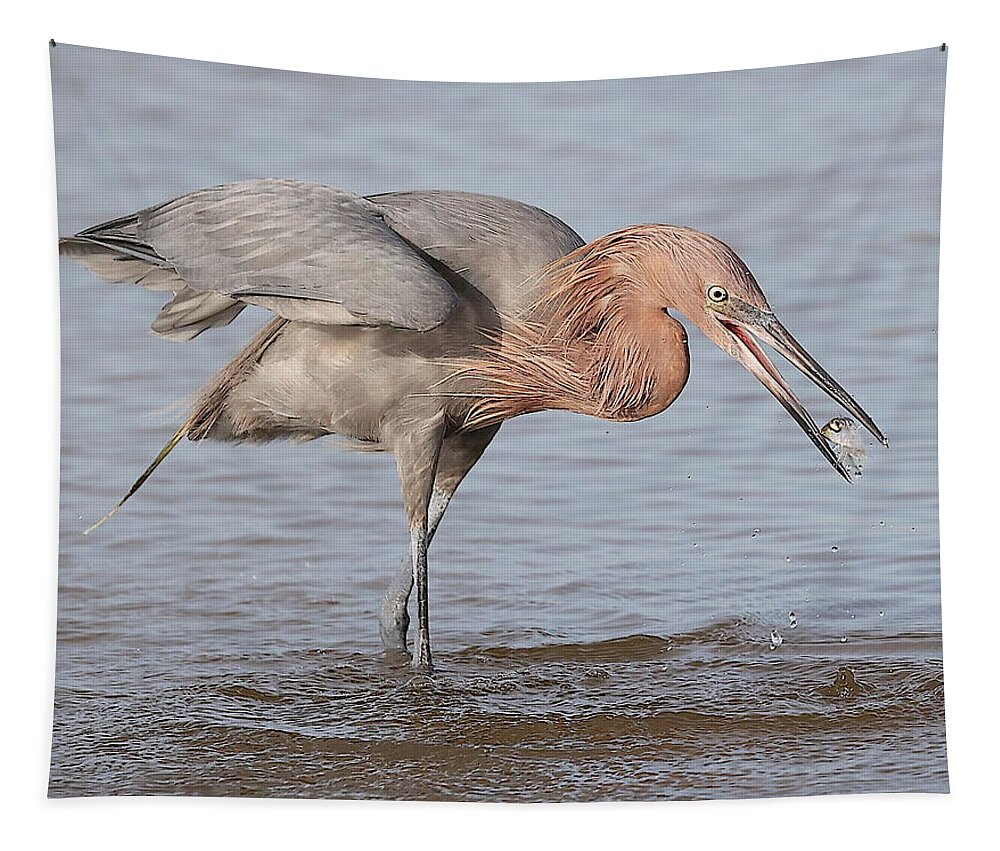 Reddish Egret Tapestry featuring the photograph Catch is not Secured Yet by Mingming Jiang