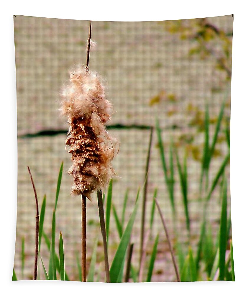Cats Tail Weed Tapestry featuring the photograph Cats tail Weed by Stacie Siemsen
