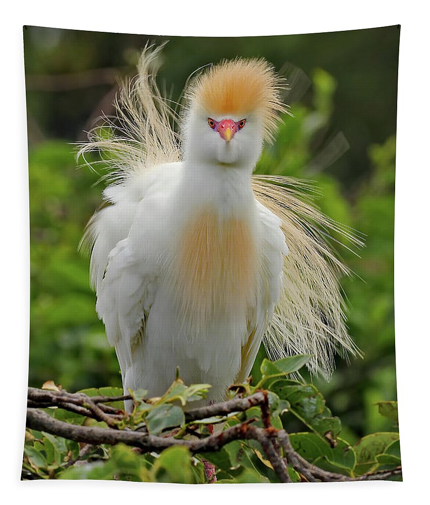 Cattle Egret Tapestry featuring the photograph Cattle Egret Fluff by Jennifer Robin