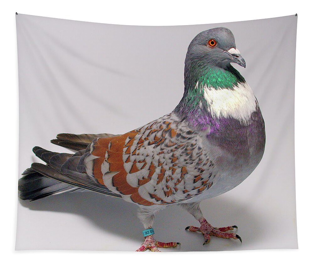 Pigeon Tapestry featuring the photograph Cauchois Pigeon by Nathan Abbott