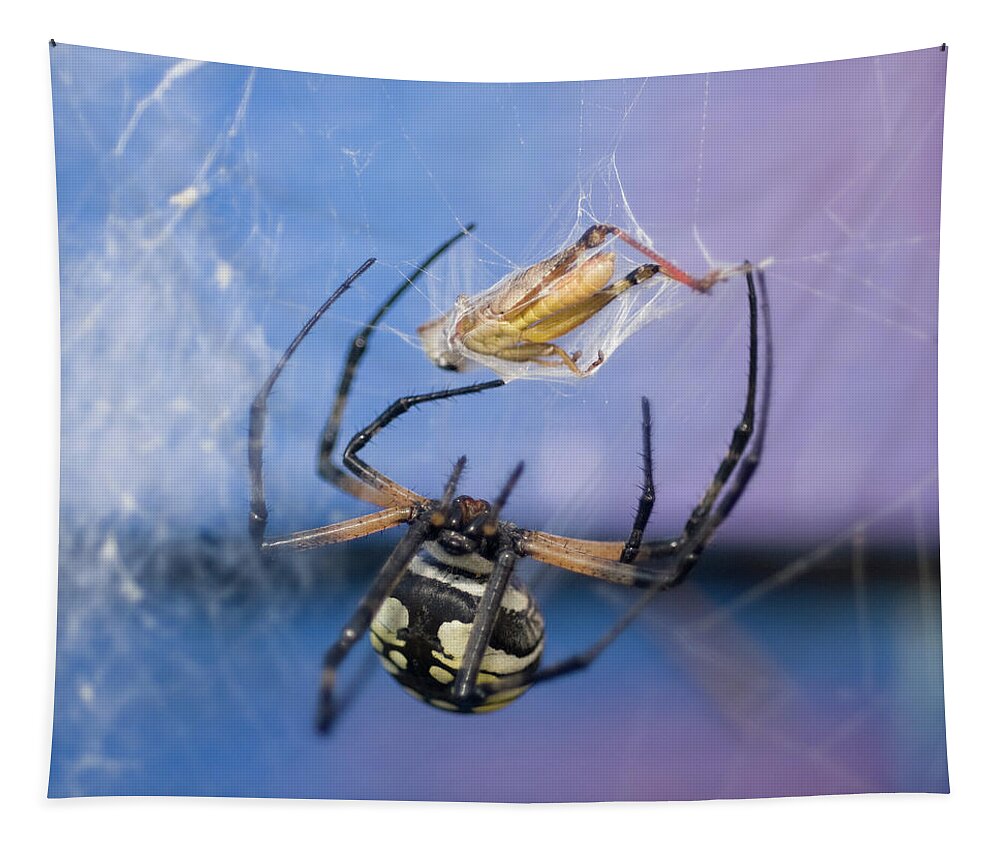 Garden Spider Tapestry featuring the photograph Caught in the Web by Melissa Southern