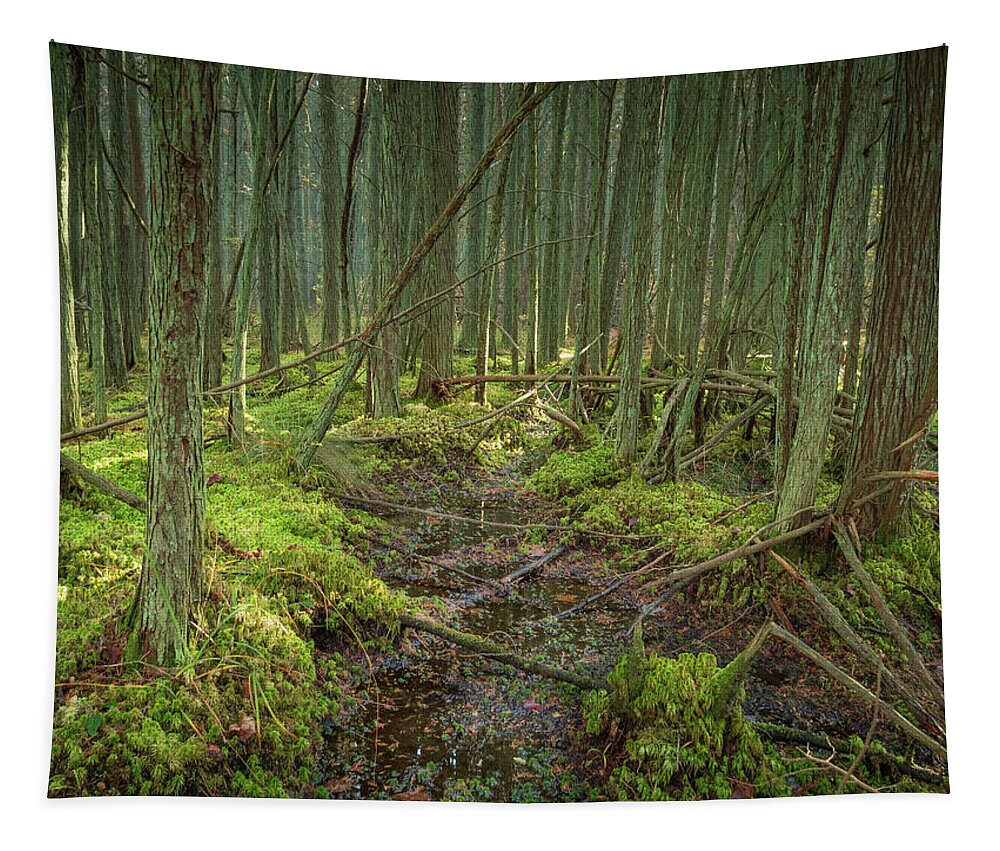 New Jersey Tapestry featuring the photograph Cedar Swamp at Franklin Parker Preserve by Kristia Adams