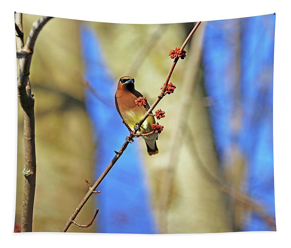 Cedar Waxwing Tapestry featuring the photograph Cedar Waxwing In Spring Maple Tree by Debbie Oppermann