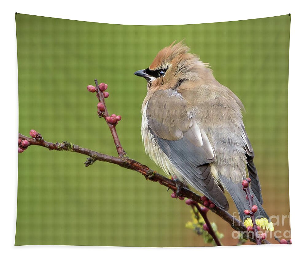 Cedar Waxwing Tapestry featuring the photograph Cedar Waxwing Perched on a Twig with Flower Buds by Nancy Gleason