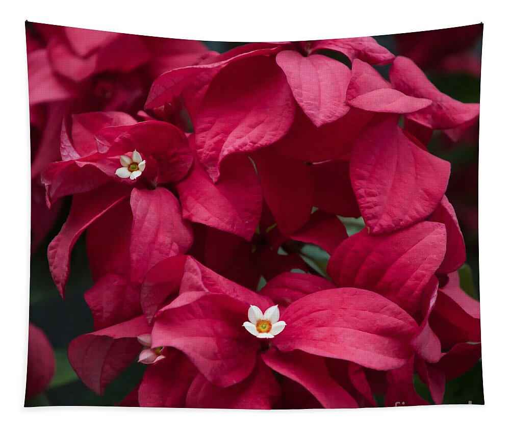 Holiday Tapestry featuring the photograph Celebrating the Holidays by Amy Dundon