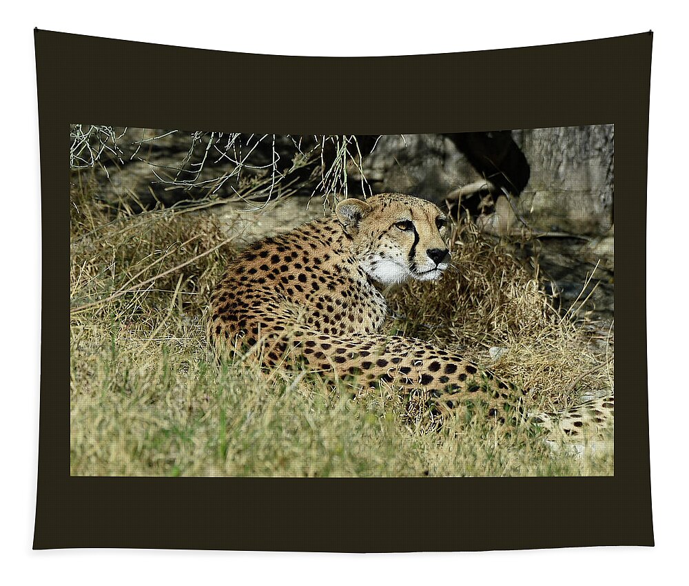 Cheetah Tapestry featuring the photograph Cheetah in Living Desert Zoo, Palm Desert, California by Bonnie Colgan