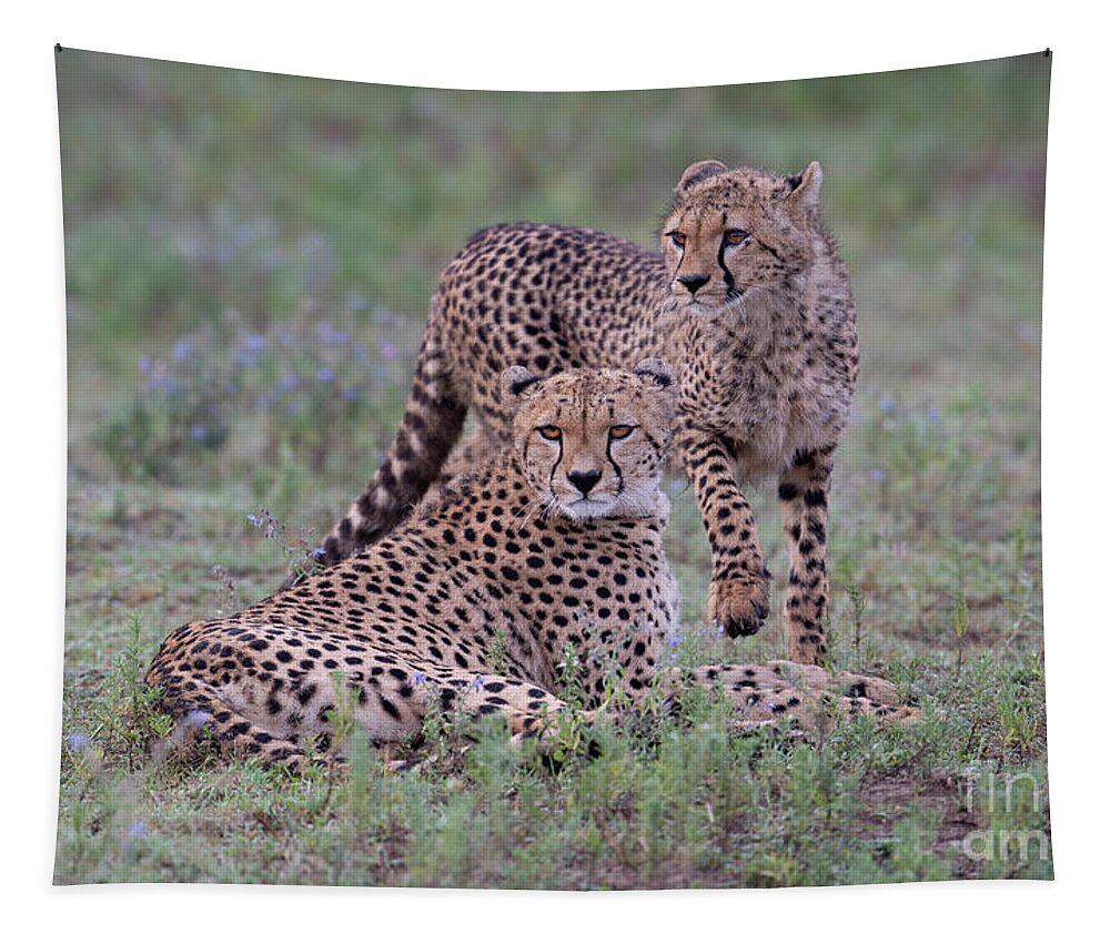 Africa Tapestry featuring the photograph Cheetah Moments by Sandra Bronstein