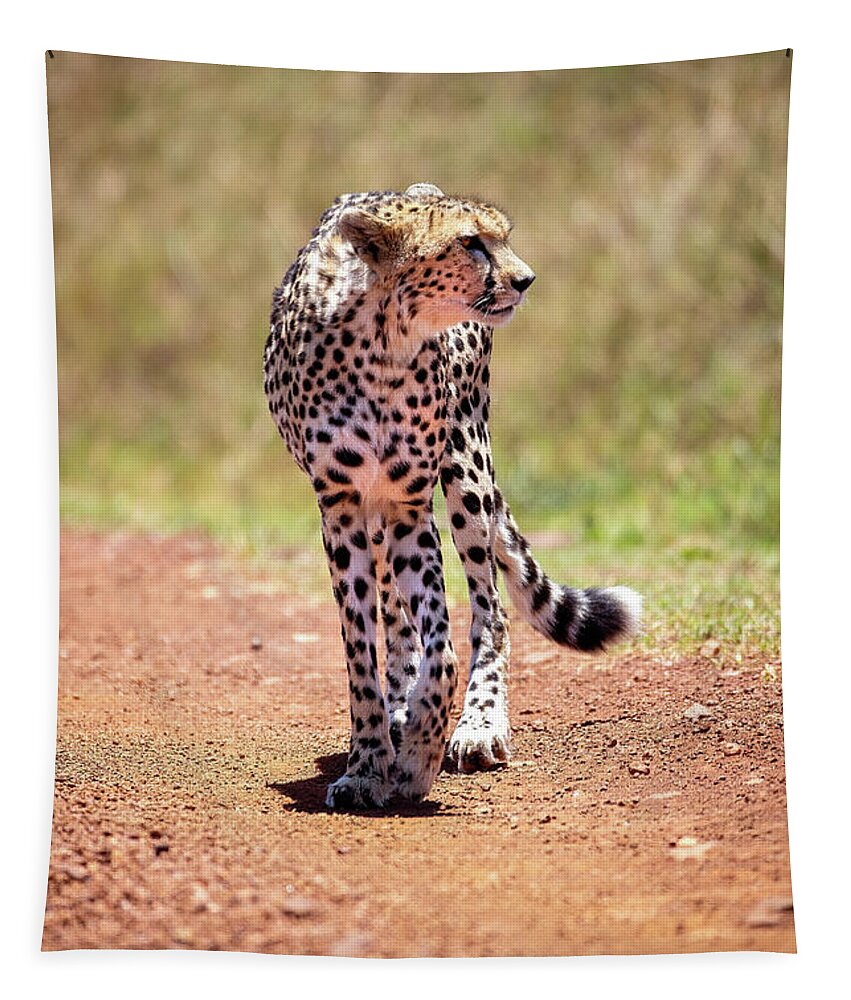Cheetah Tapestry featuring the photograph Cheetah walking along a dirt track in the Masai Mara National Park, Kenya by Jane Rix