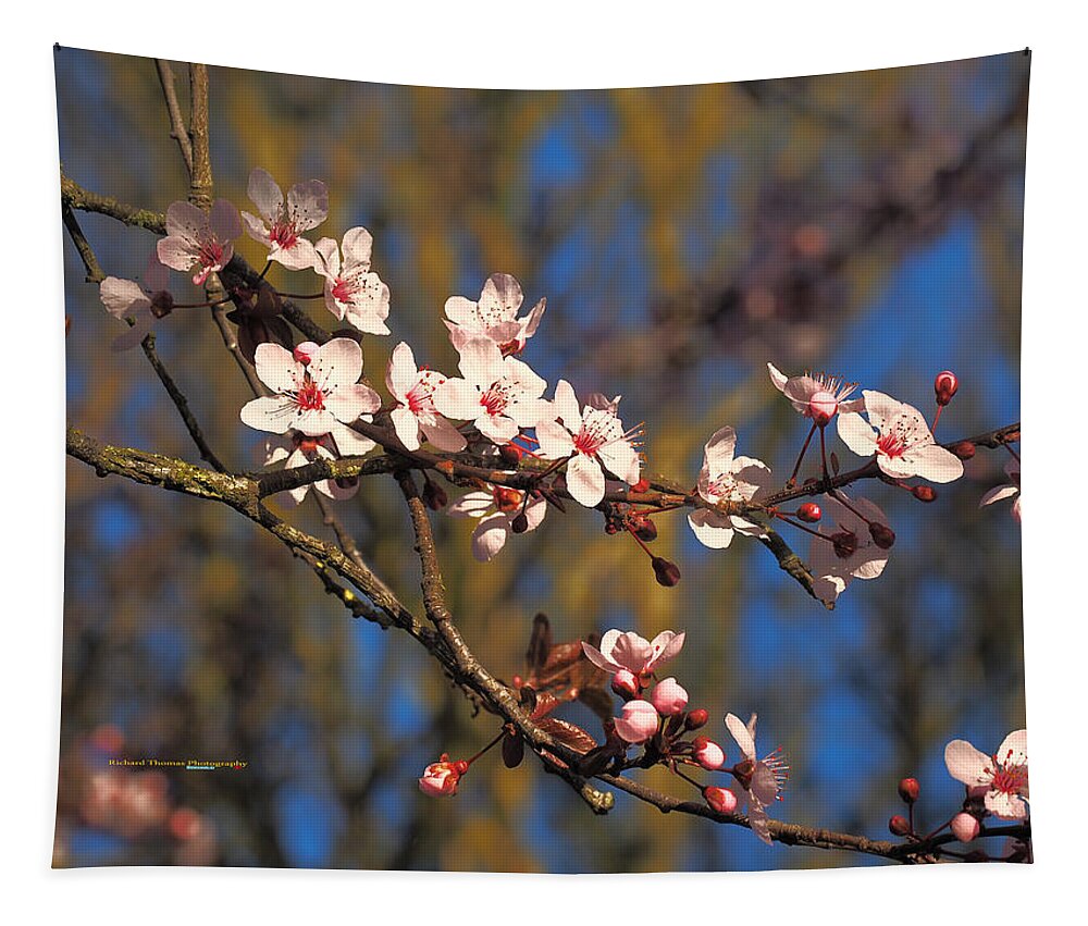 Botanical Tapestry featuring the photograph Cherry Blossom Beauty by Richard Thomas