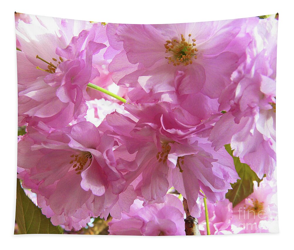 Cherry Blossom Tapestry featuring the photograph Cherry Blossom by Jasna Dragun
