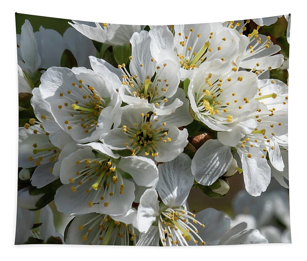 Cherry Tapestry featuring the photograph Cherry Blossoms in the Willamette Valley by Leslie Struxness