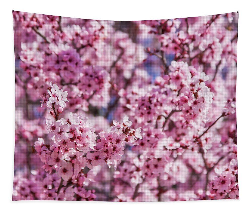 Cherry Tree Tapestry featuring the photograph Cherry blossoms by Tatiana Travelways