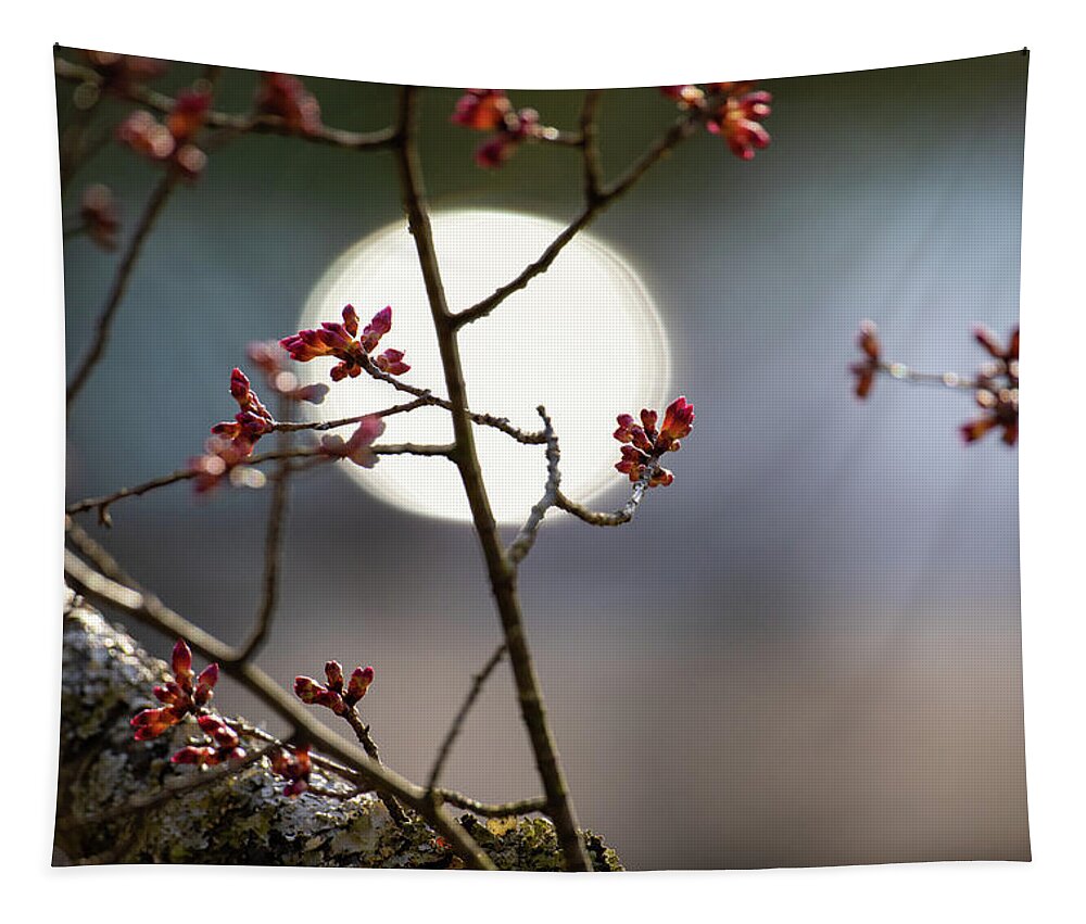 Taiwan Cherry Tapestry featuring the photograph Cherry Tree Mood by Rachel Morrison