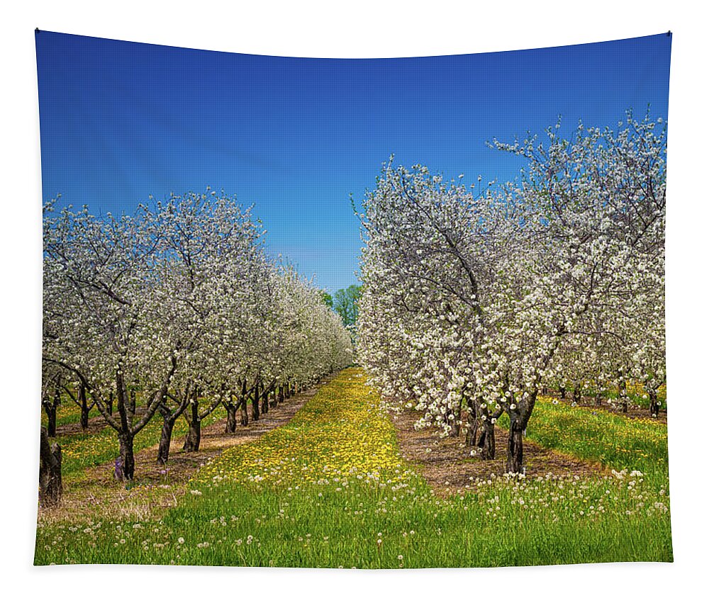 America Tapestry featuring the photograph Cherry Trees In Bloom by Erin K Images