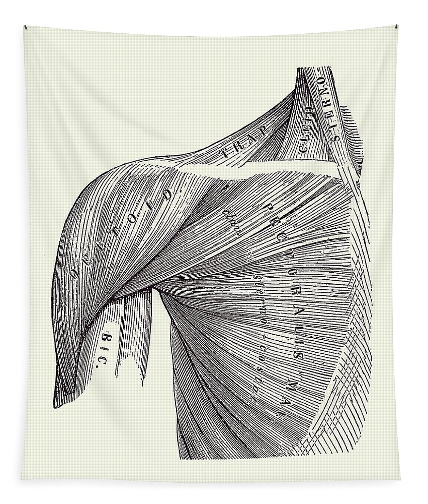 Shoulder Anatomy Tapestry featuring the drawing Chest and Shoulder Muscular System - Vintage Anatomy 2 by Vintage Anatomy Prints