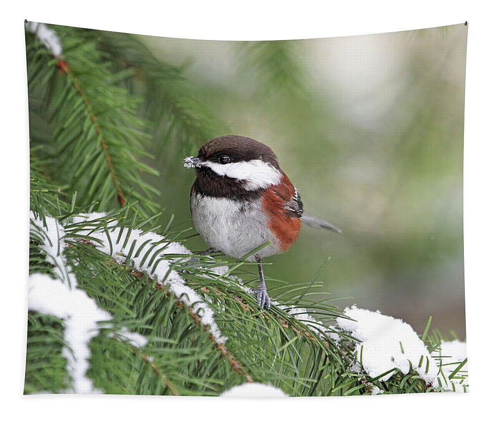 Chickadee Tapestry featuring the photograph Chickadee Eating Snow on a Pine Tree by Peggy Collins