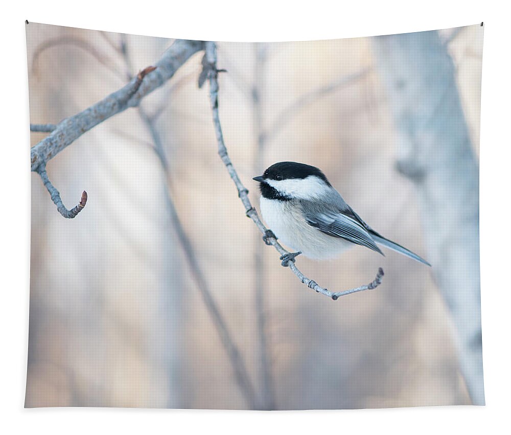 Chickadee Tapestry featuring the photograph Chickadee by Karen Rispin