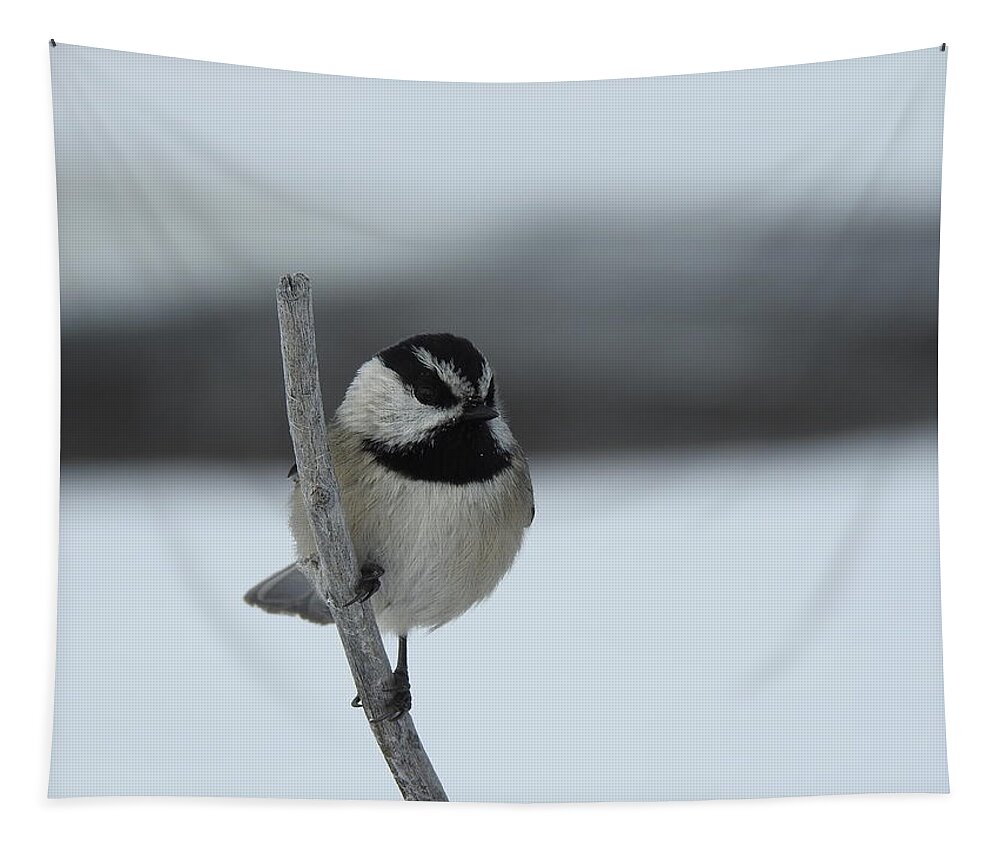Black Capped Chickadee Tapestry featuring the photograph Chickadee by Nicola Finch