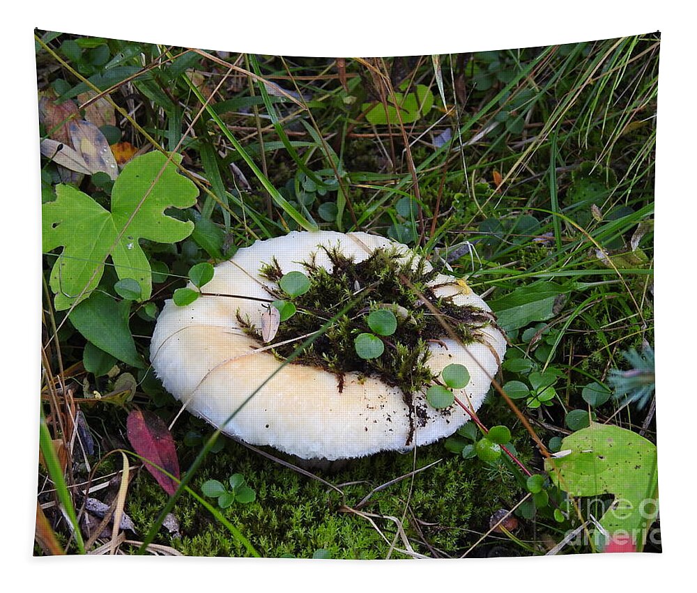 Mushroom Tapestry featuring the photograph Chilcotin Forest Mushroom Garden by Nicola Finch