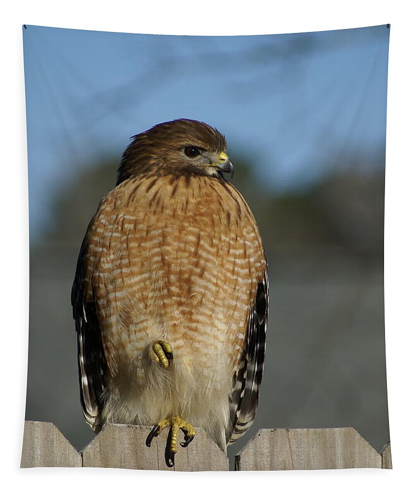  Tapestry featuring the photograph Chilling Hawk by Heather E Harman