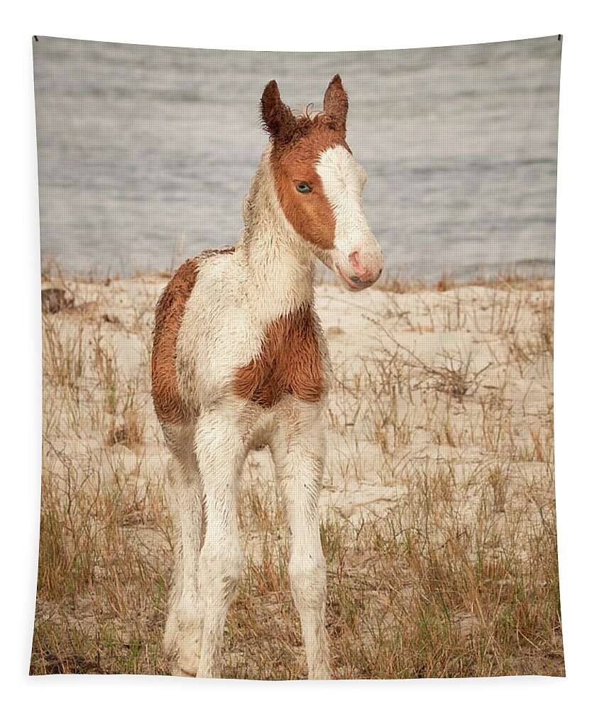 Animal Tapestry featuring the photograph Chincoteague Foal by Kristia Adams