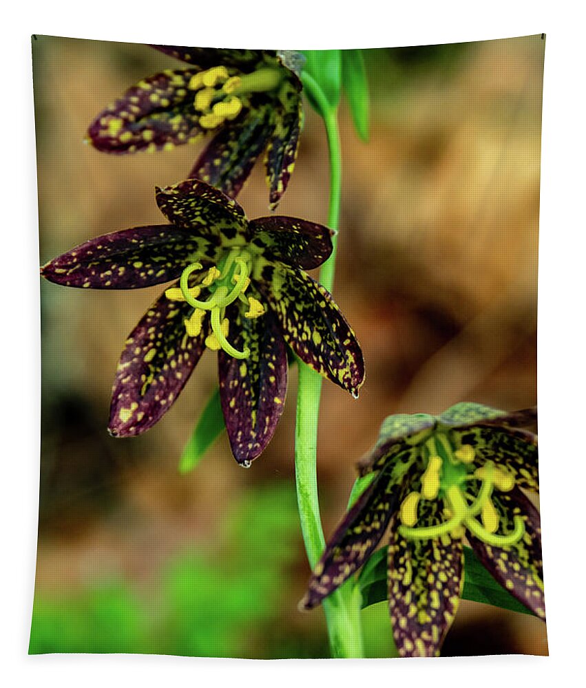 Catherine Creek Tapestry featuring the photograph Trio of Chocolate Orchids by Leslie Struxness