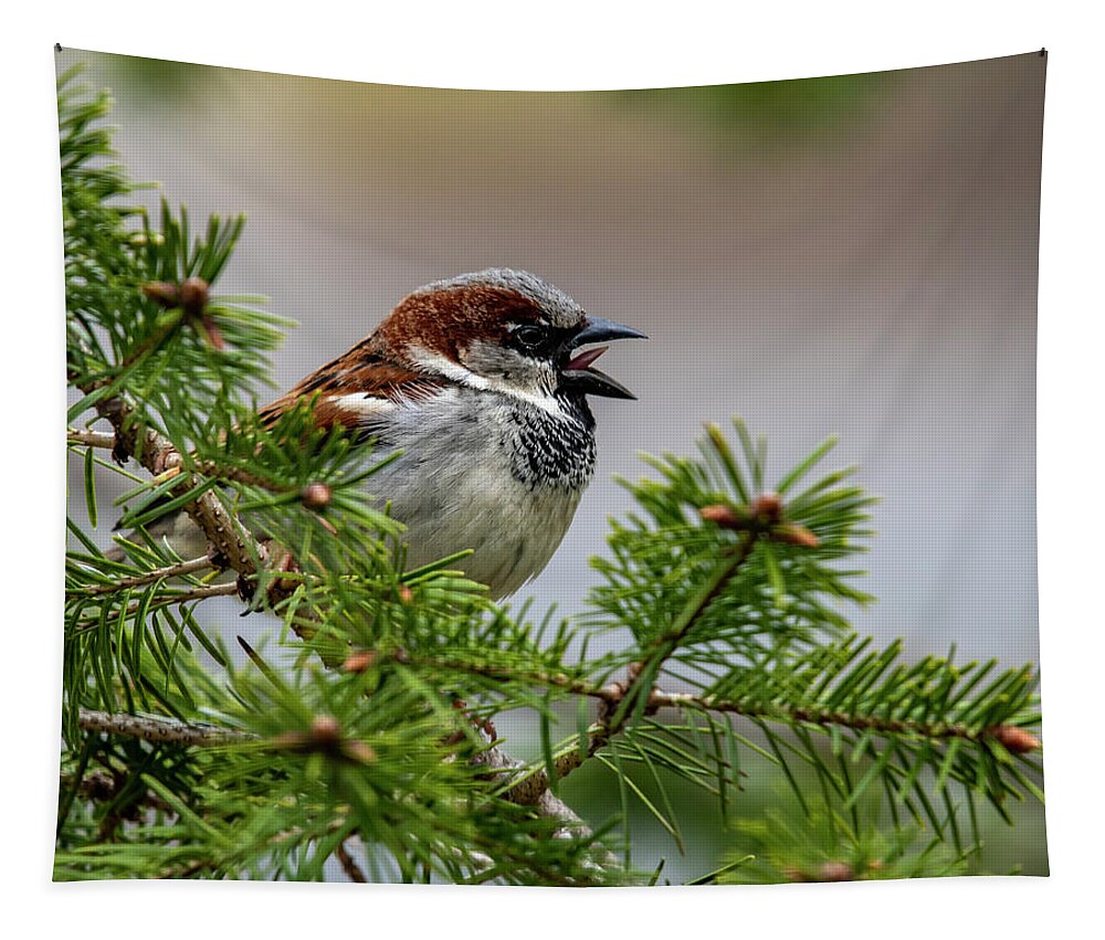 Bird Tapestry featuring the photograph Chirp by Cathy Kovarik