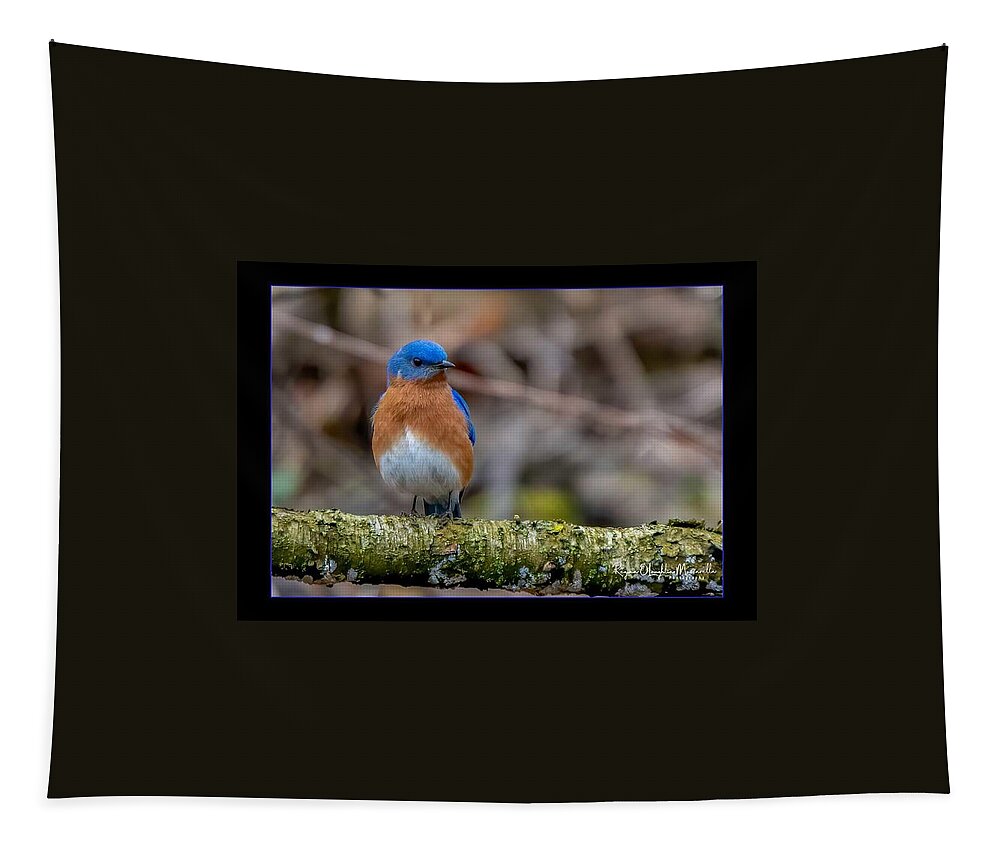 Bird Tapestry featuring the photograph Chubby Bluebird by Regina Muscarella