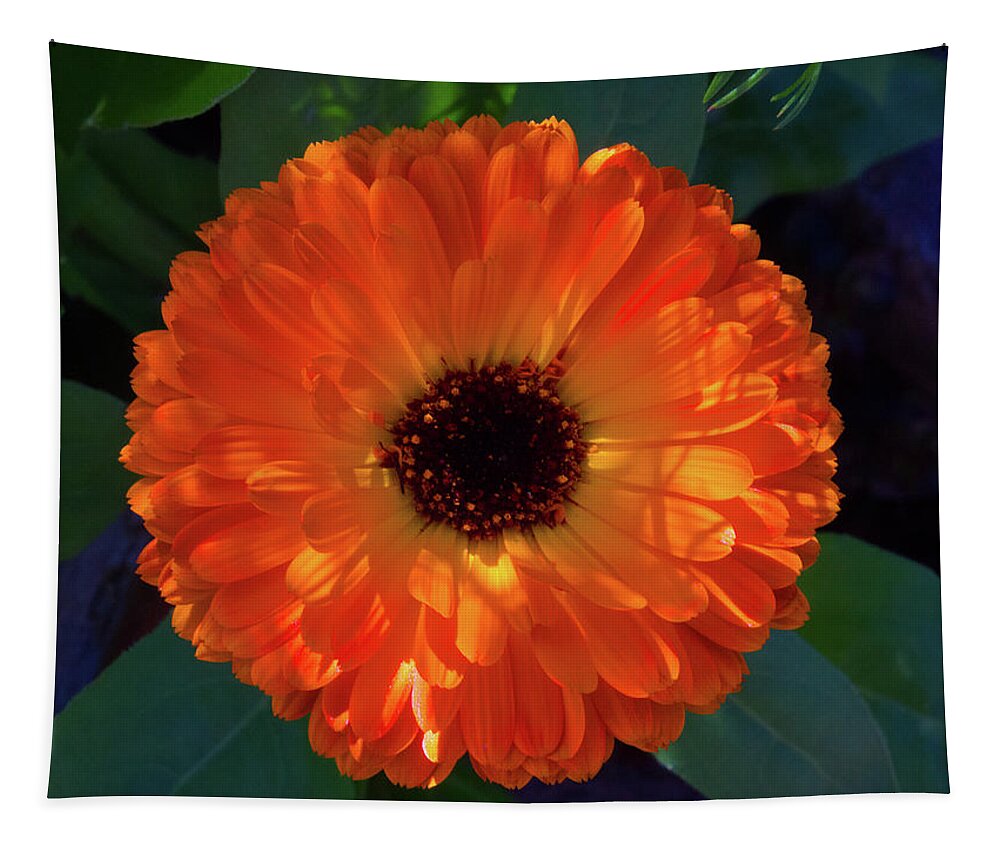 Beautiful Tapestry featuring the photograph Circular Orange Blossom by David Desautel